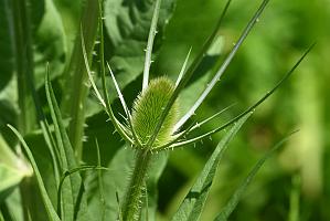 2025-07049345 Acton Arboretum, MA